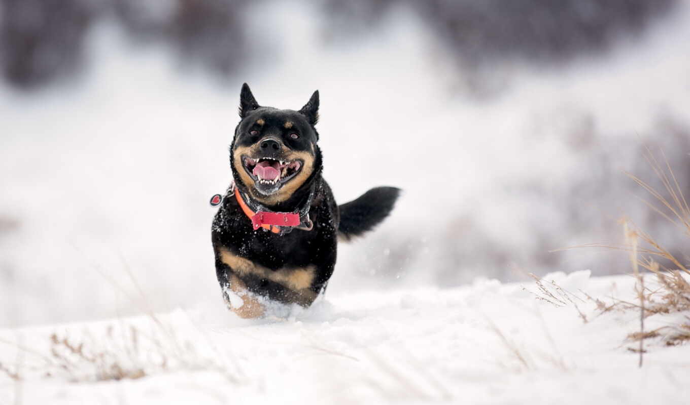 снег, winter, кот, photos, собака, альберта, flickr, бежит, popson