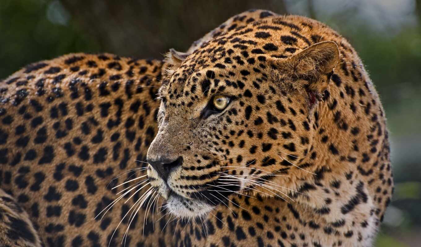 profile, background, cat, screen, leopard, predator, leopards, wild, spots, zhivotnye