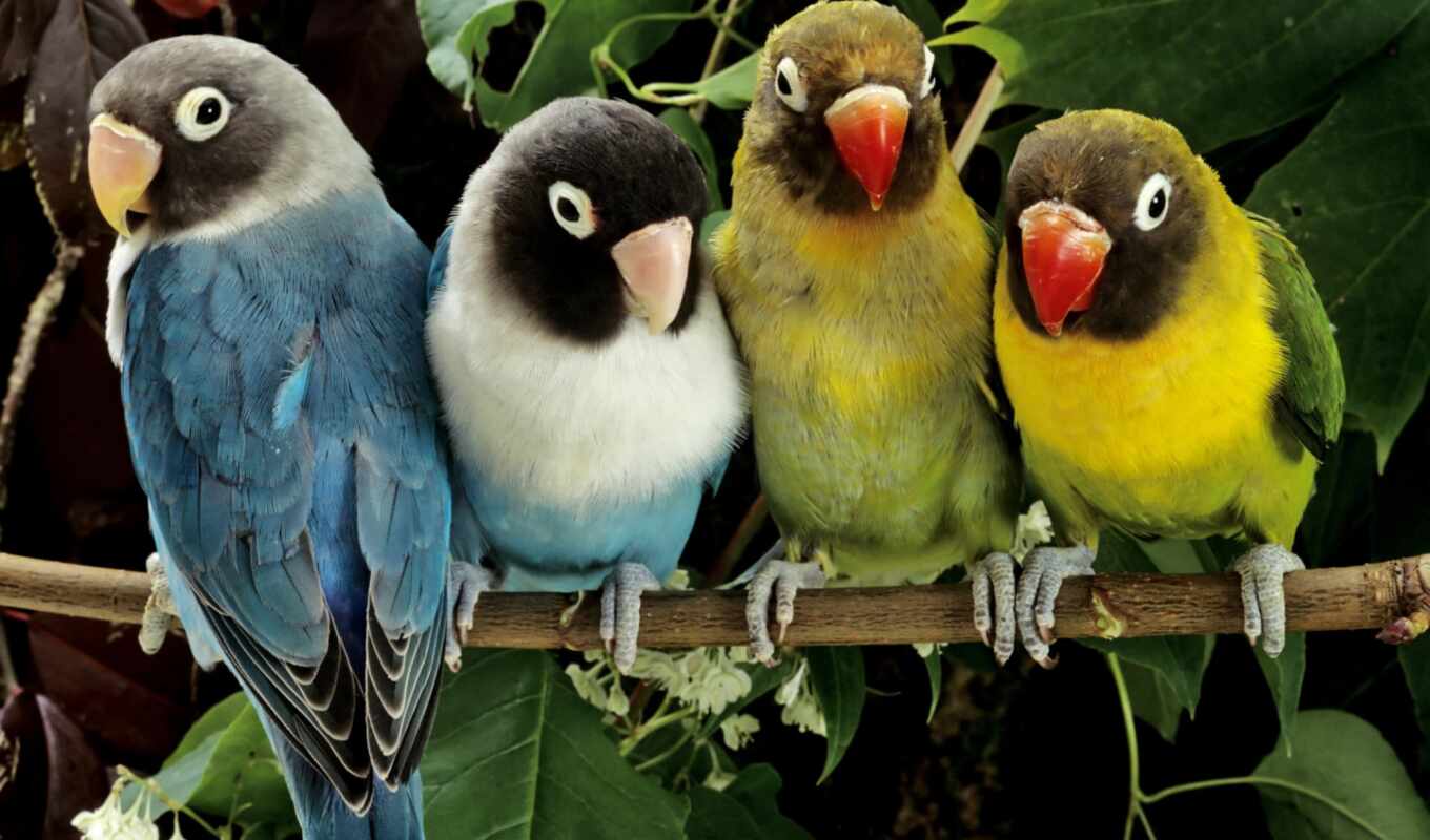 животными, попугаи, попугай, живые, цветные, zhivotnye, ветке, magazin, птицы, qushlar