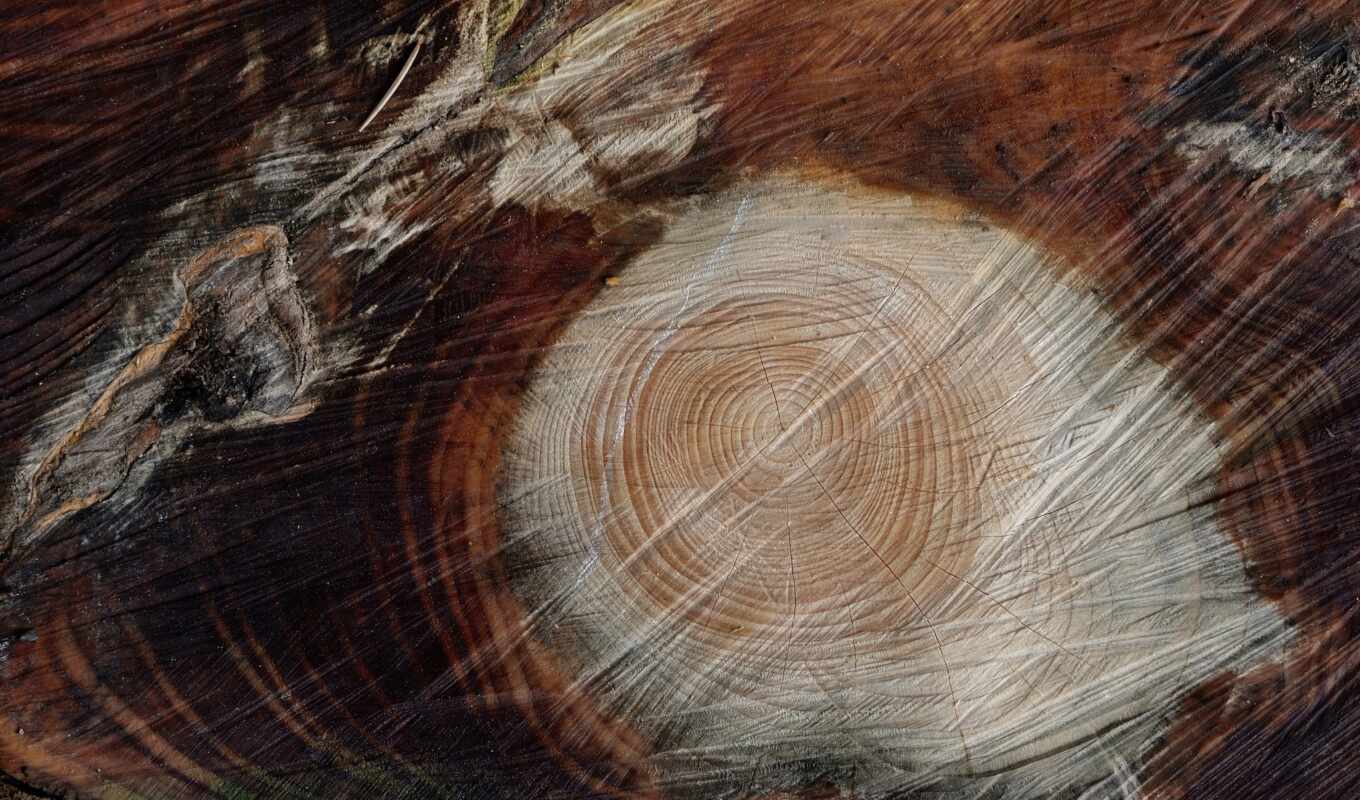 android, texture, macro, tree, rings, flag, Japan, textures