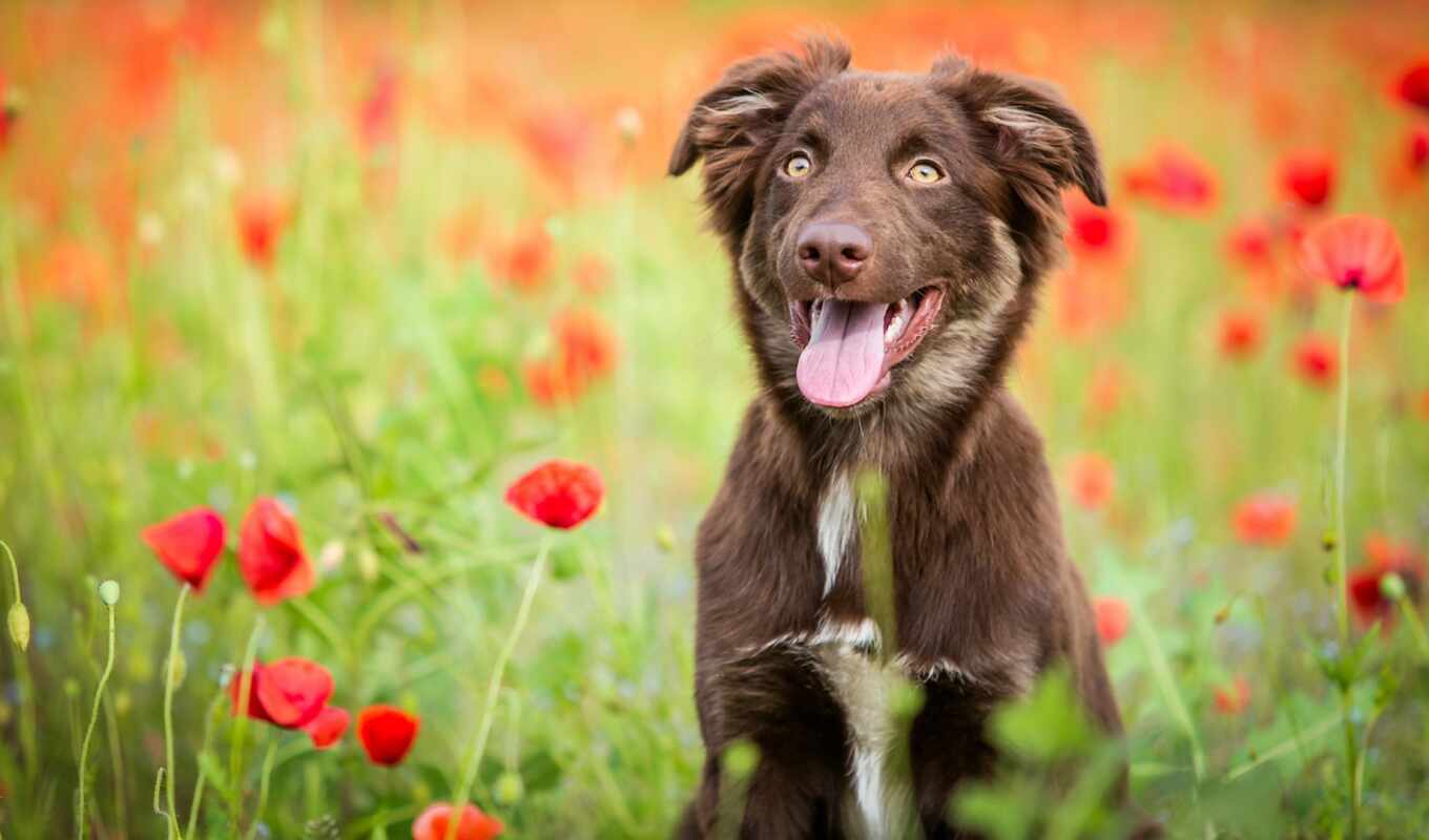 nature, flowers, new, field, dog, brown, language, poppies, nature, pay in addition, dog