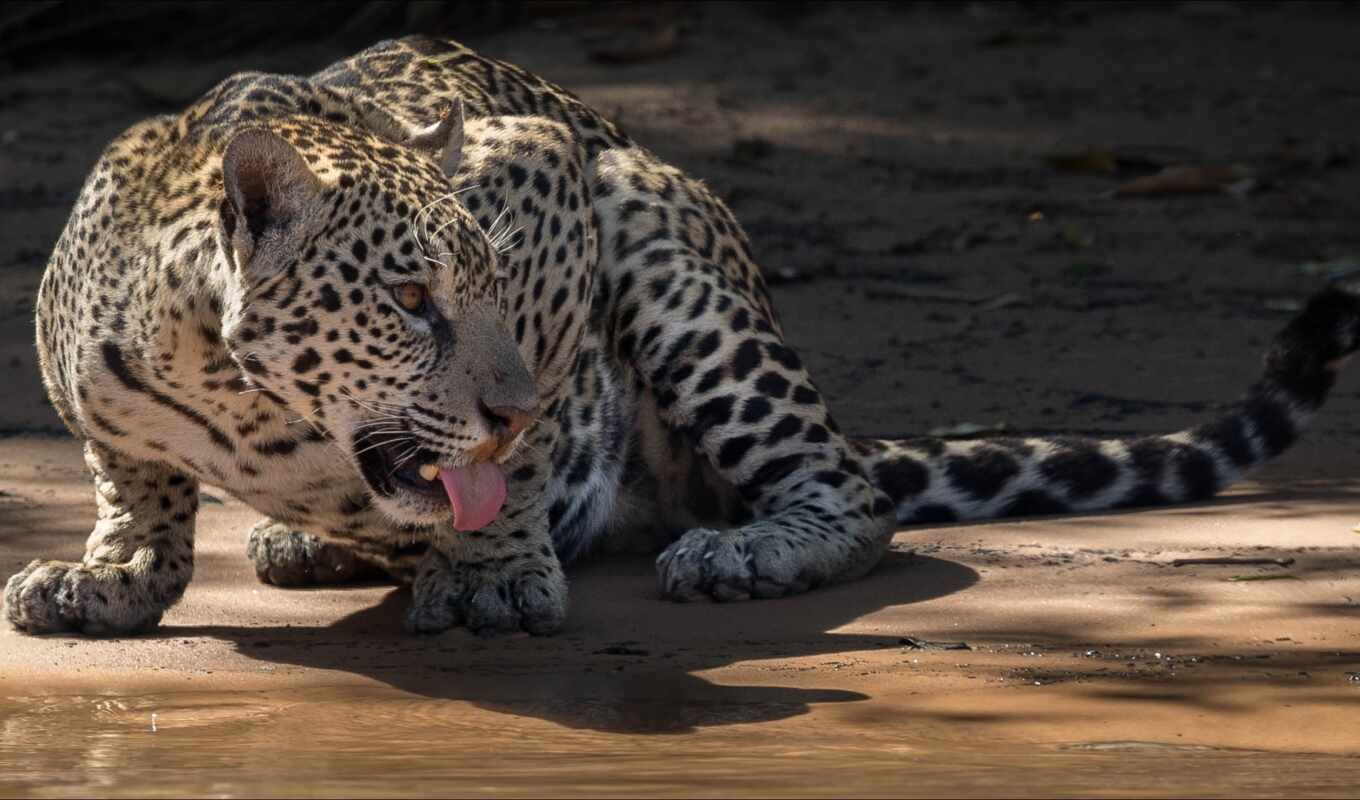 cat, big, leopard, animal, african, animals, mouth, kuce, temnobelo, binatang