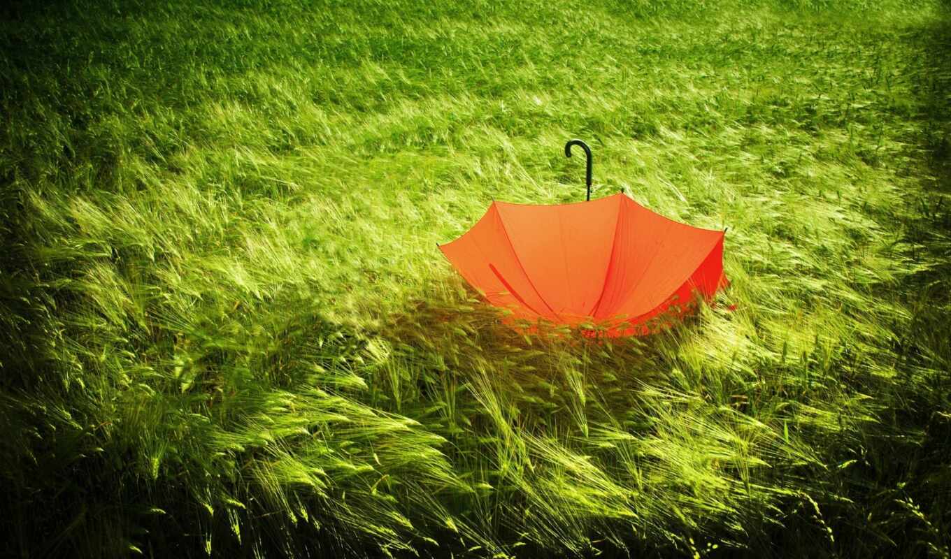 summer, природа, ложь, непогода, красивый, зонтик, трава, one