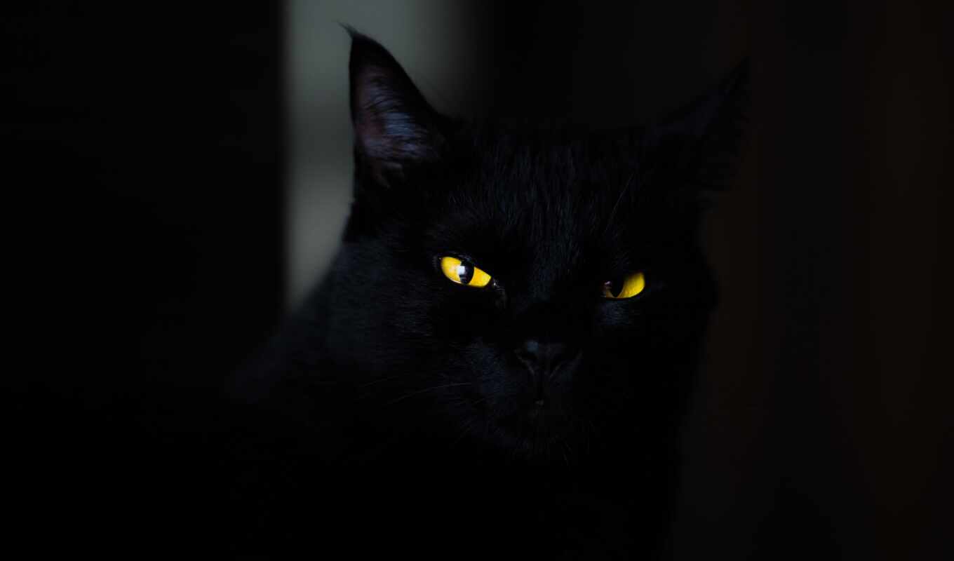 black, background, eye, cat
