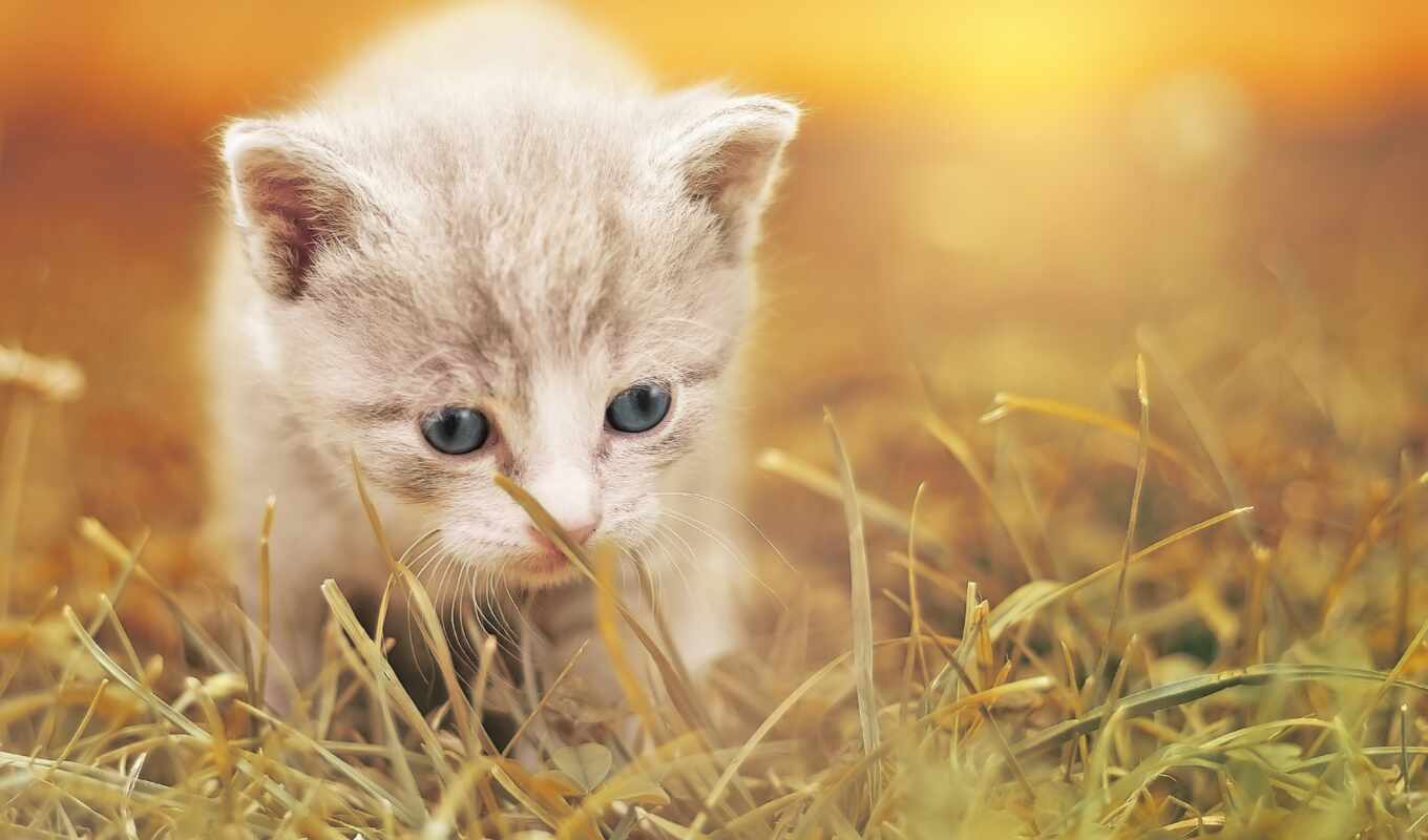 white, background, grass, cat, cute, kitty, baby