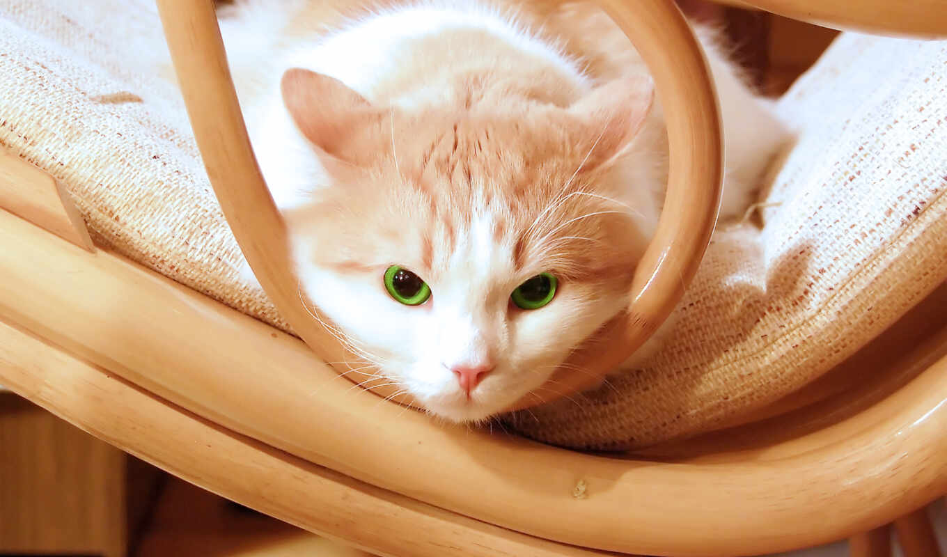 глаз, кот, собака, коты, зелёный
