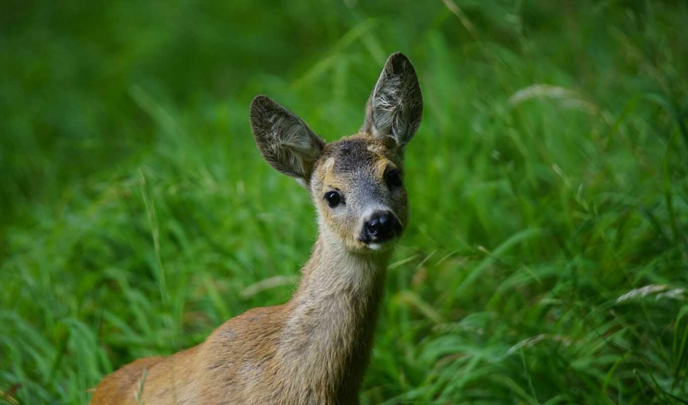 young, roe deer, funart
