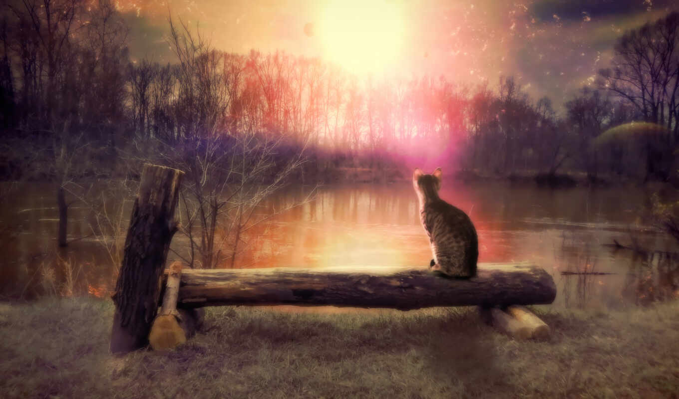 photo, background, cat