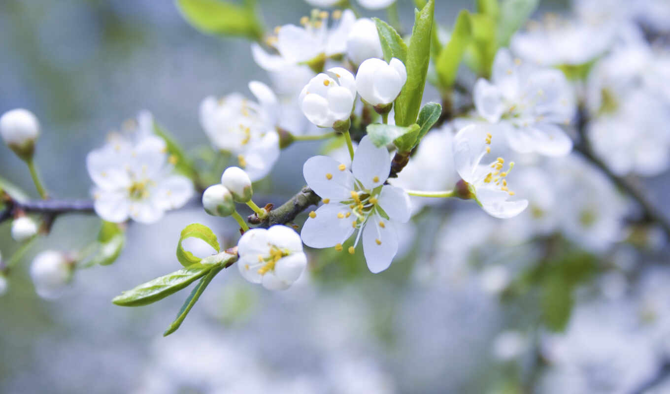 flowers, white, branch, spring, blossom, buds, petals, apple tree