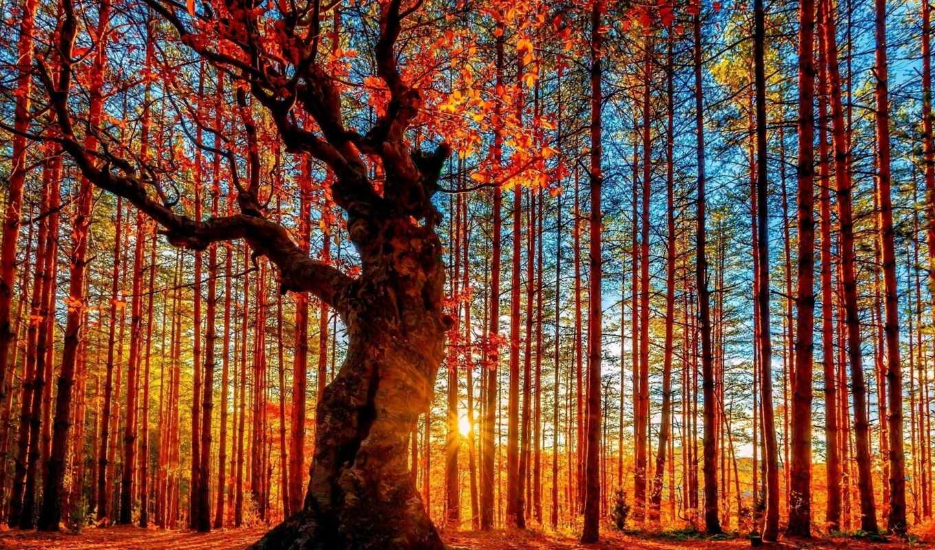sky, sun, forest, autumn, foliage, trees, photo wallpapers