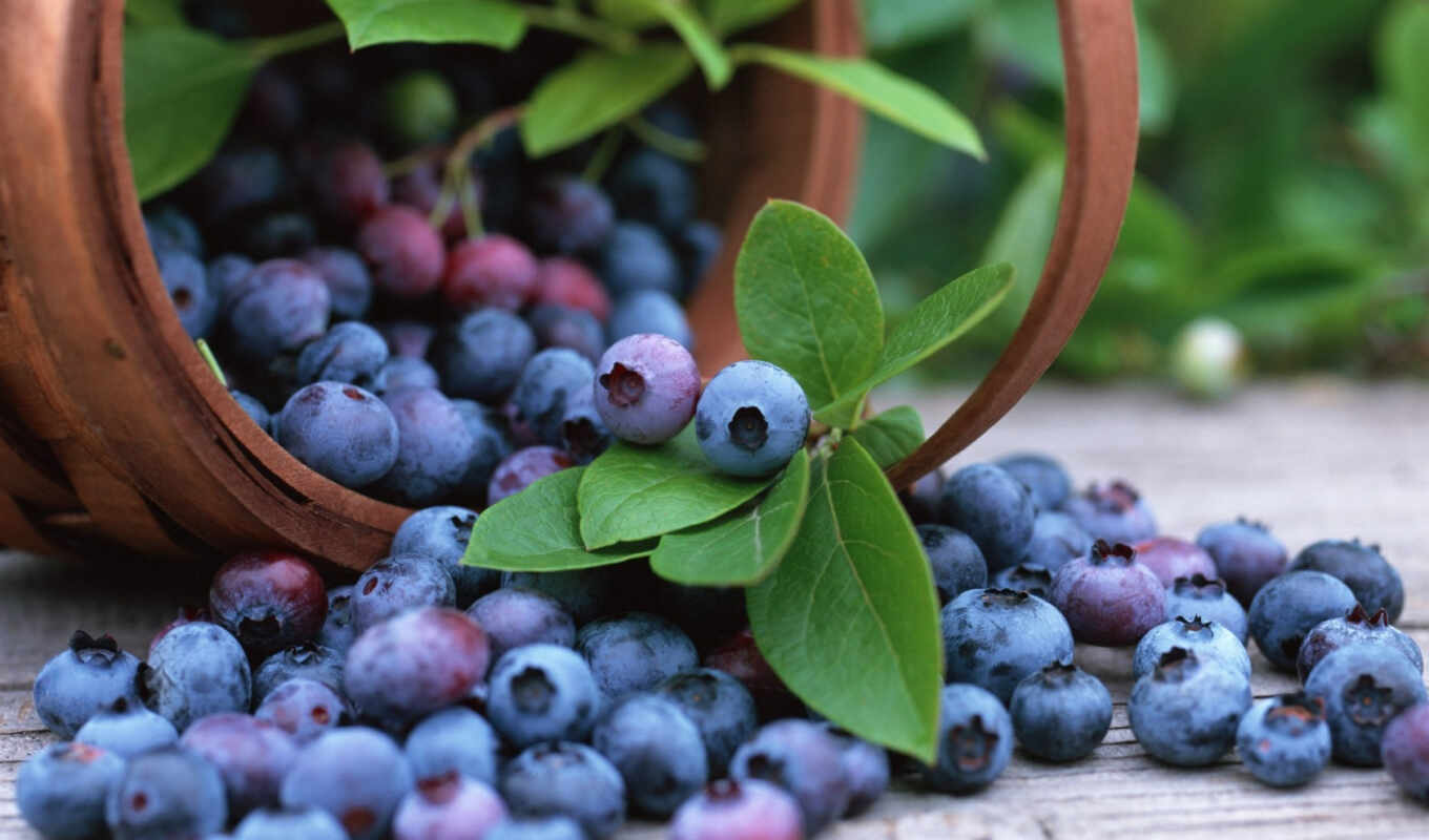 desktop, meal, quality, blueberries, black