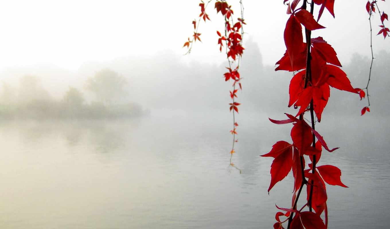 озеро, природа, лист, red, дерево, палуба, красное, осень, спокойствие, foggy, klnyi