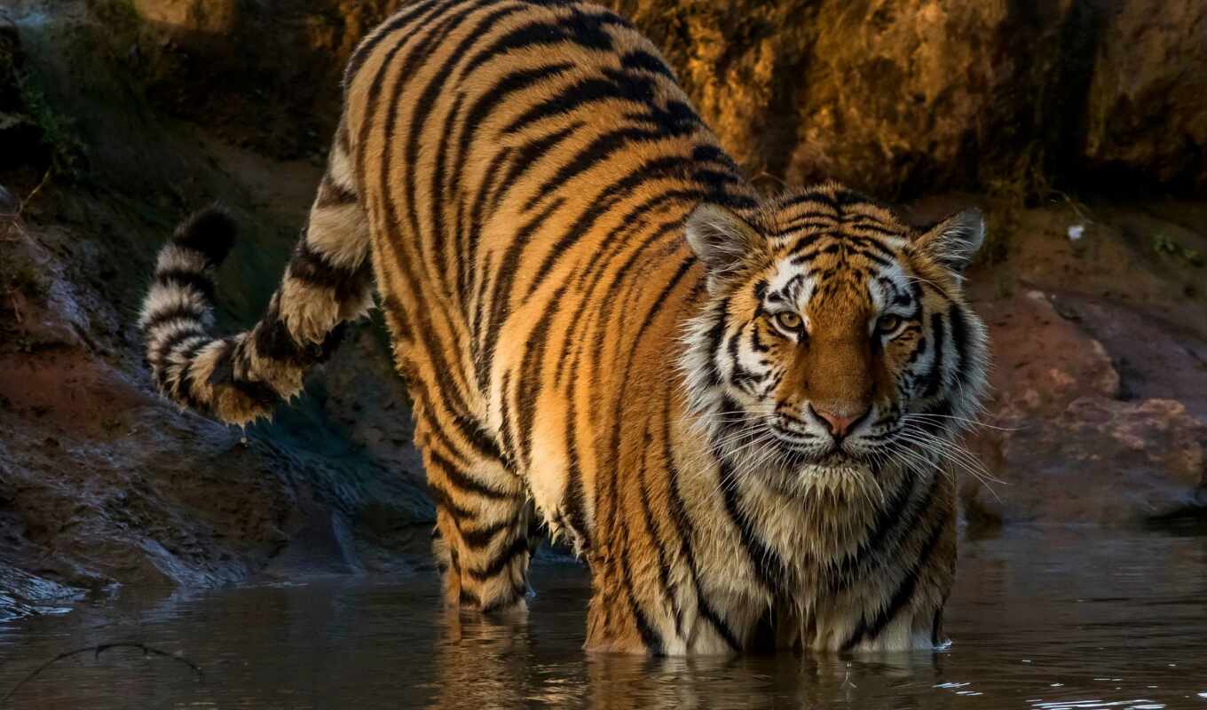 collection, view, water, cat, big, see, predator, tiger, animal, wet
