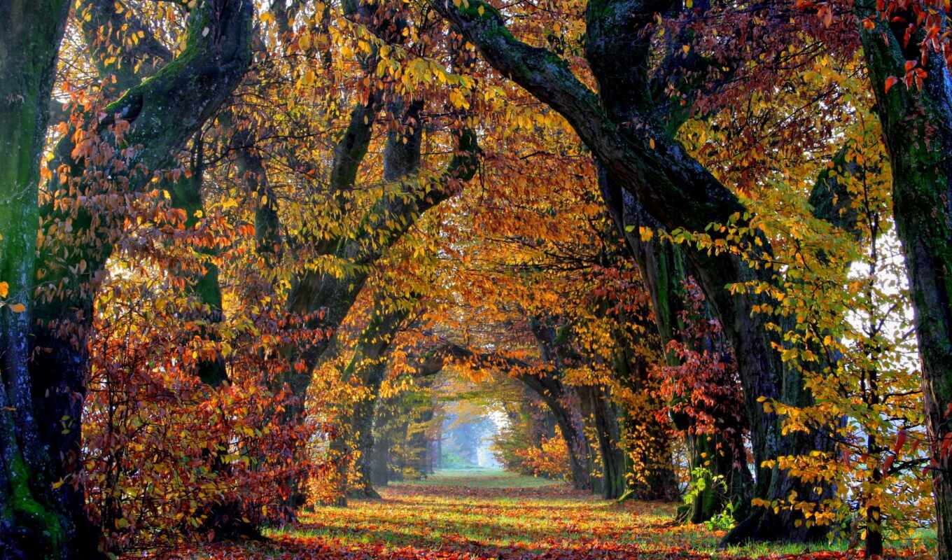 дерево, осень, wallbox, autunno