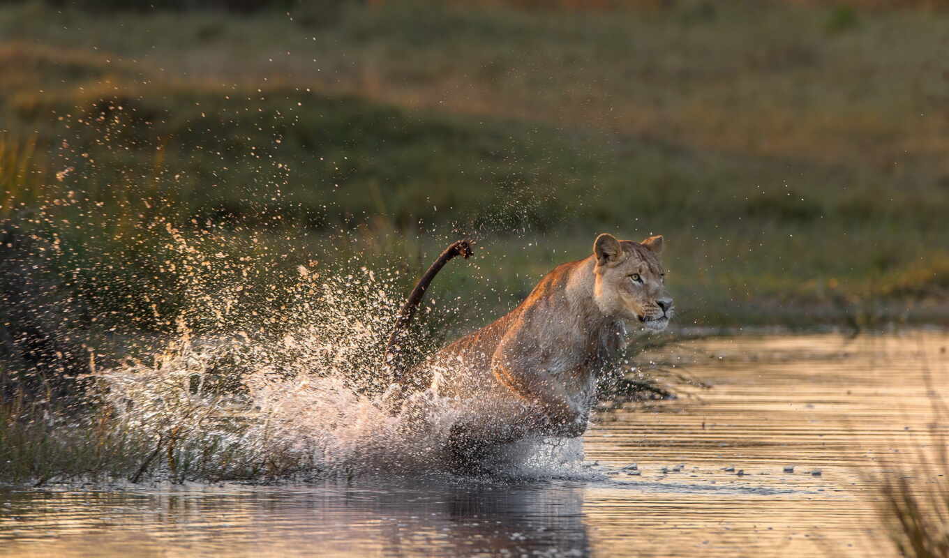 lion, water, animals, jump, predator, splashes, animal, safari