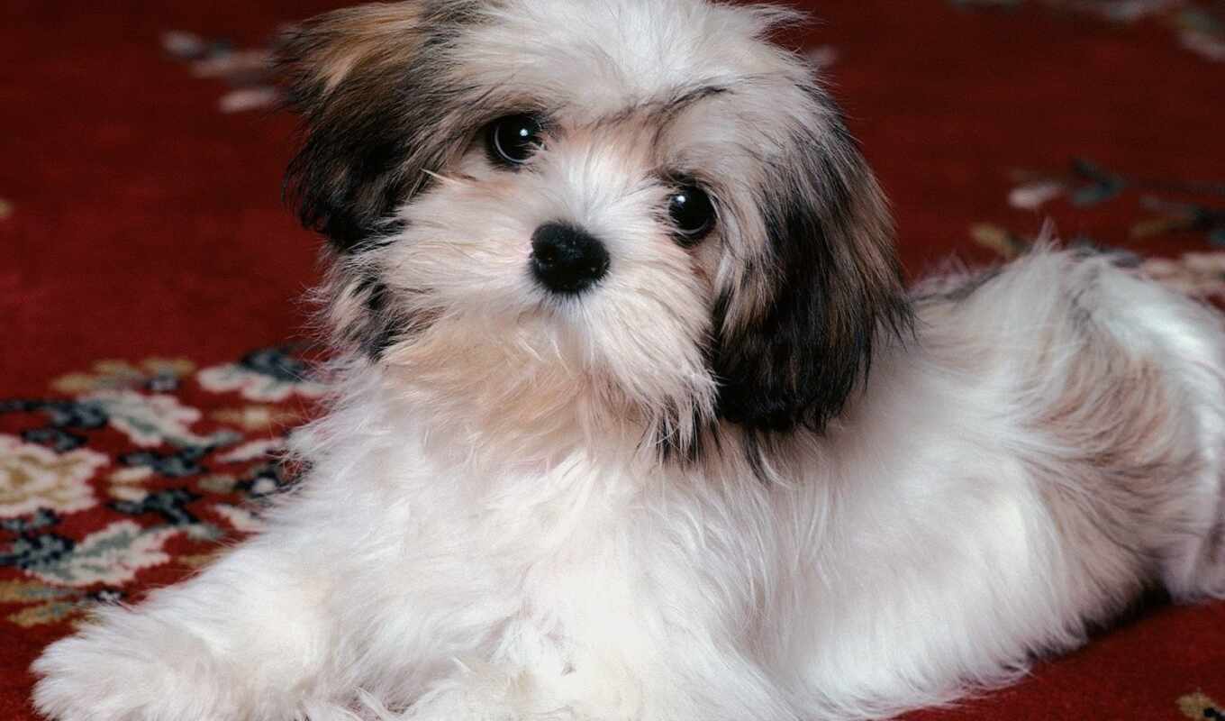 dog, puppy, Lhasa