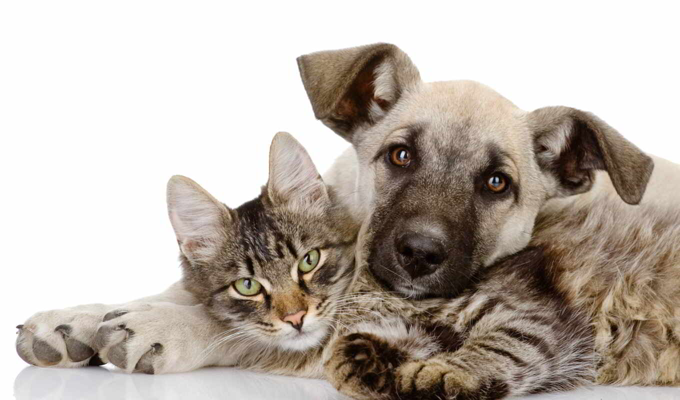 love, cat, dog, puppy, kitty, friends, friends, together, hugging