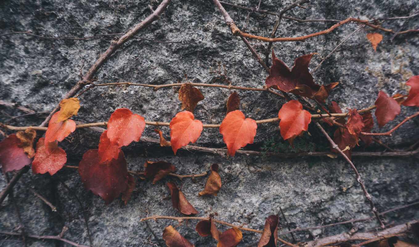 red, green, gray, autumn, brown, price, focus, leaf, to sell, regular