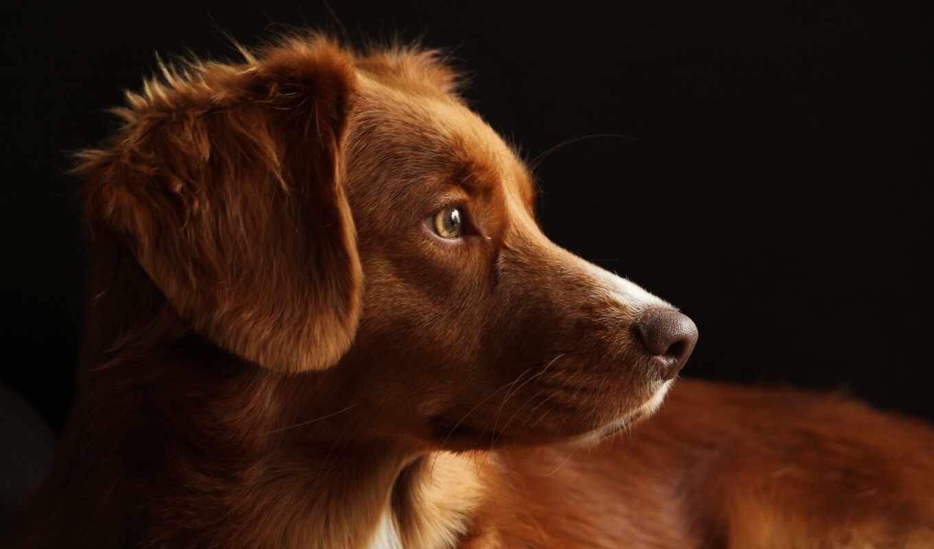 собака, portrait, pet, pour, chasse, marron, аффиш, chien, magnifique, yeu