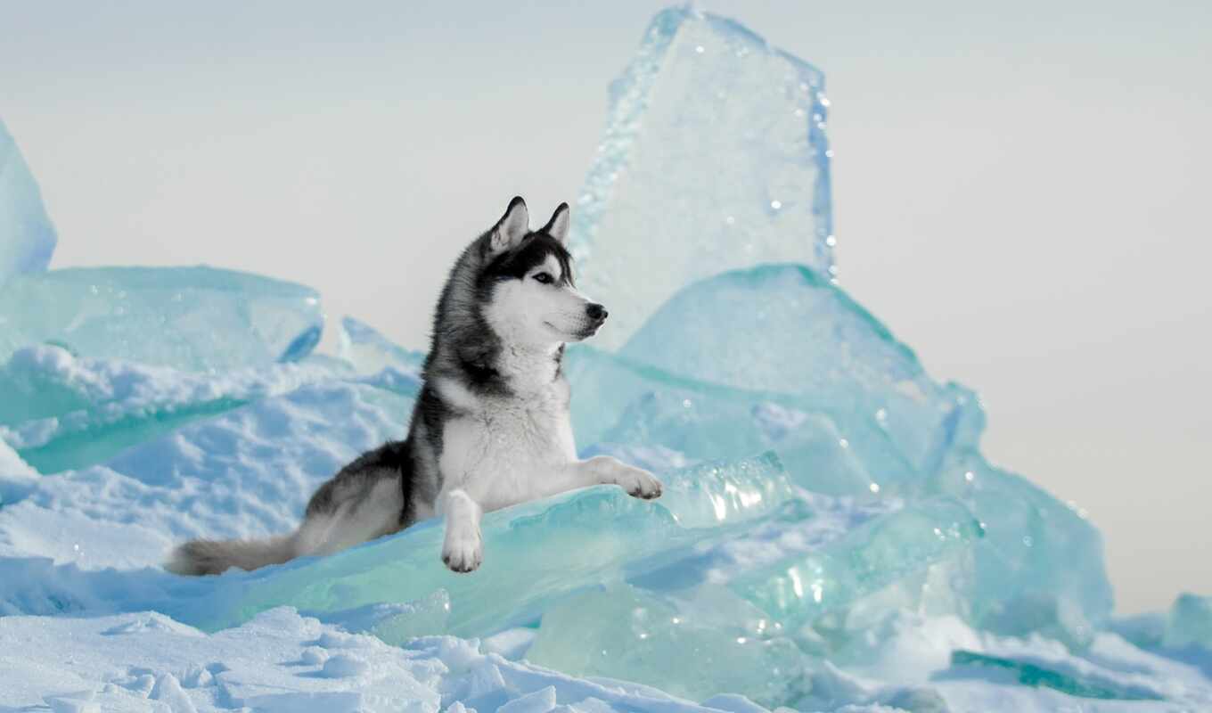 хаски, siberian, лежат, красивый, собака, животное, февраль, зимний, льдина, хаска, sorevnova