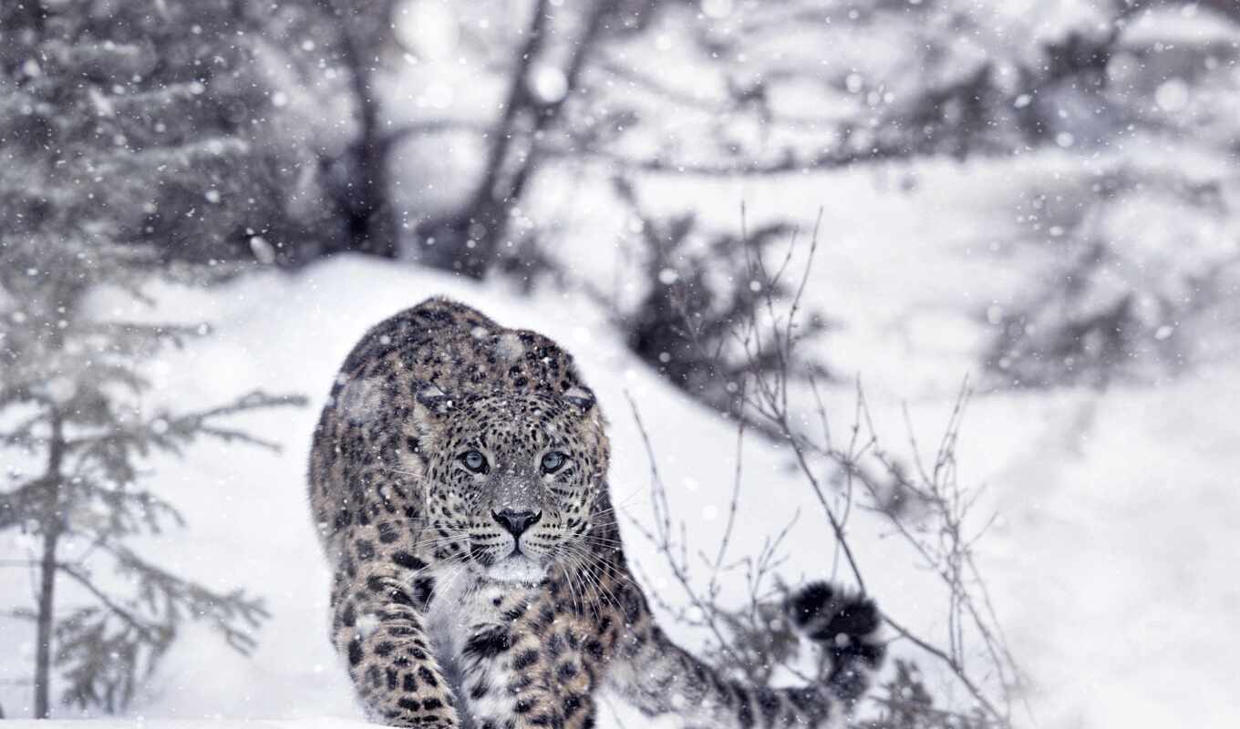 леопард, pixel, dot