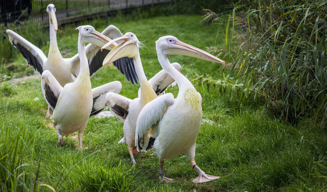 green, grass, group, one, bird, family, pilot, tyler, pelican