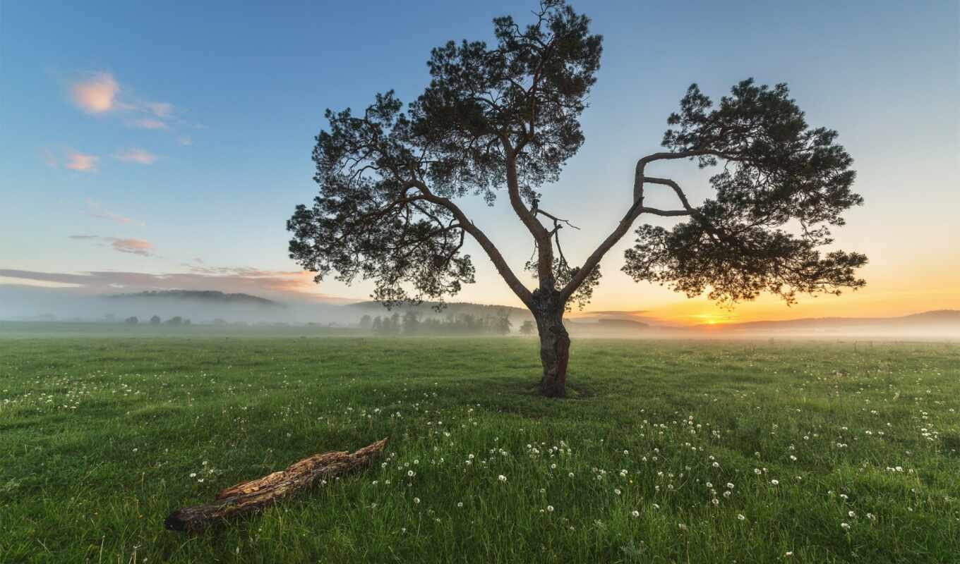 tree, grass, sunrise