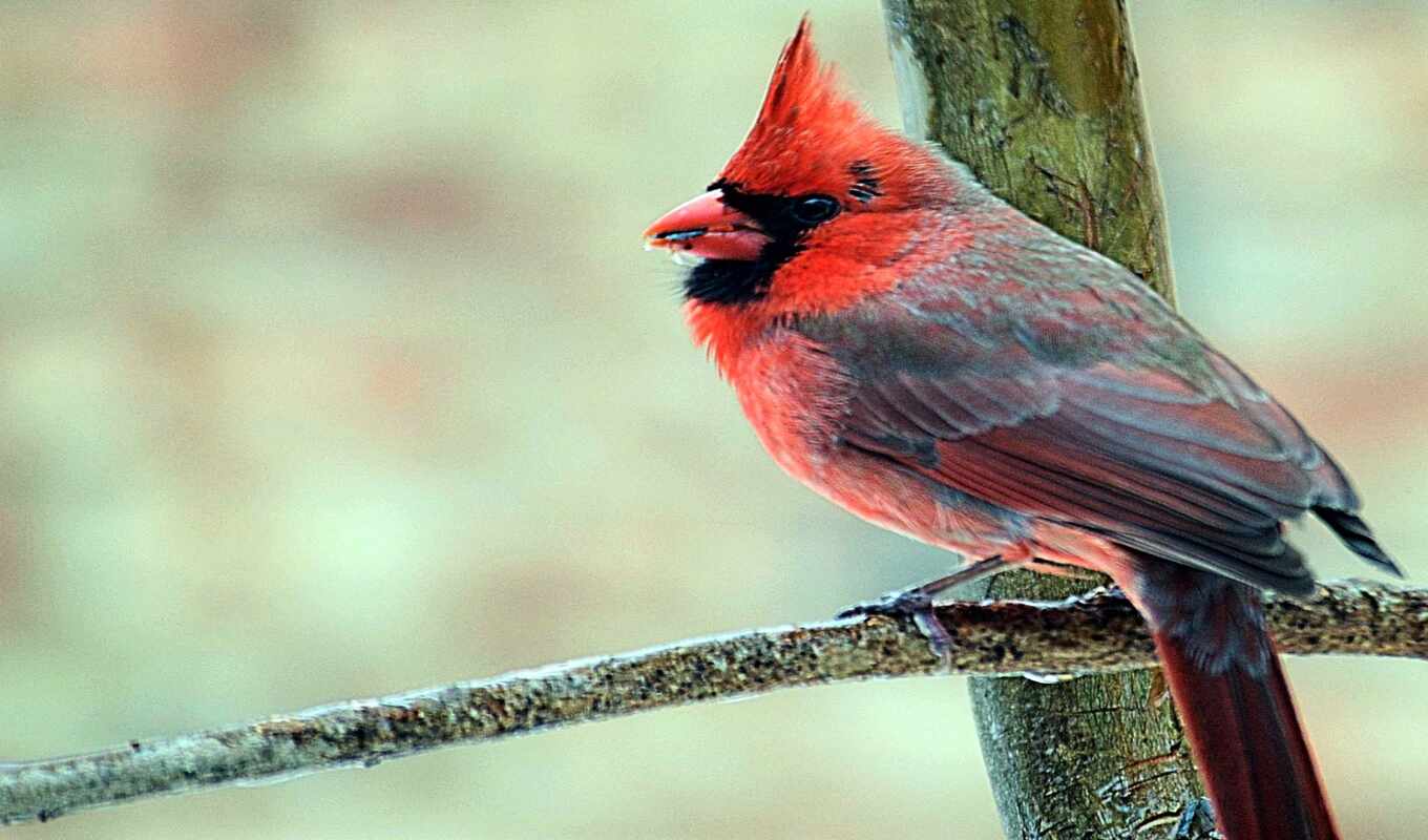 animal, Cardinal, oh