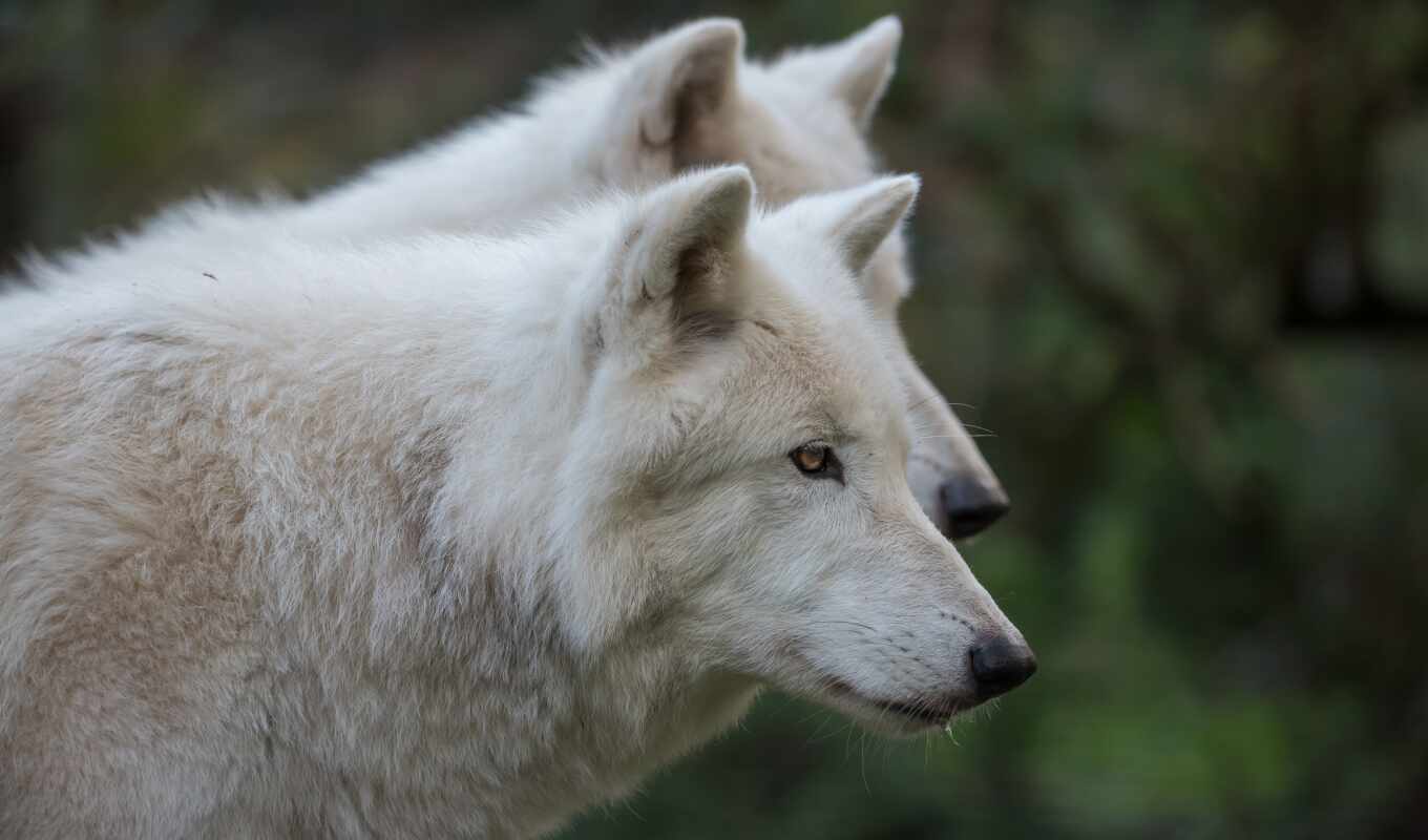 white, глаза, portrait, морда, волк, два, polar, pair