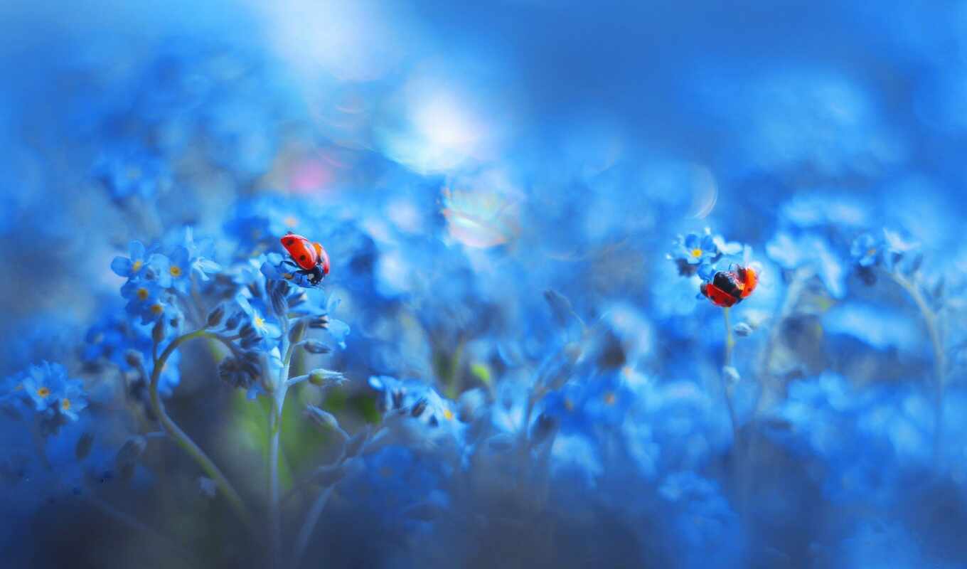 nature, flowers, drop, anastasia, insect, dew, god, cow, rus, forget - me - not, makryi