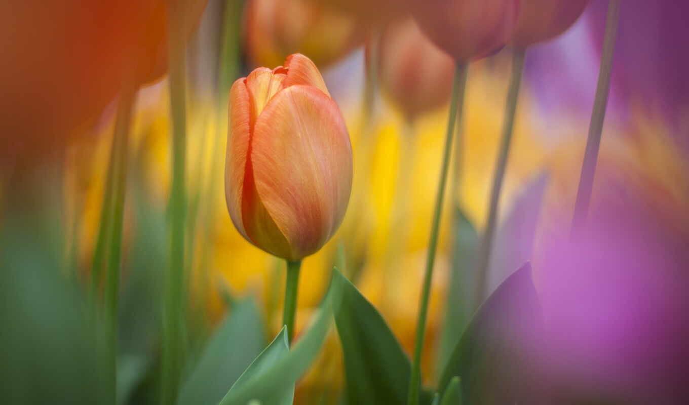 nature, flowers, colorful, planet, spring, star, color, tulip