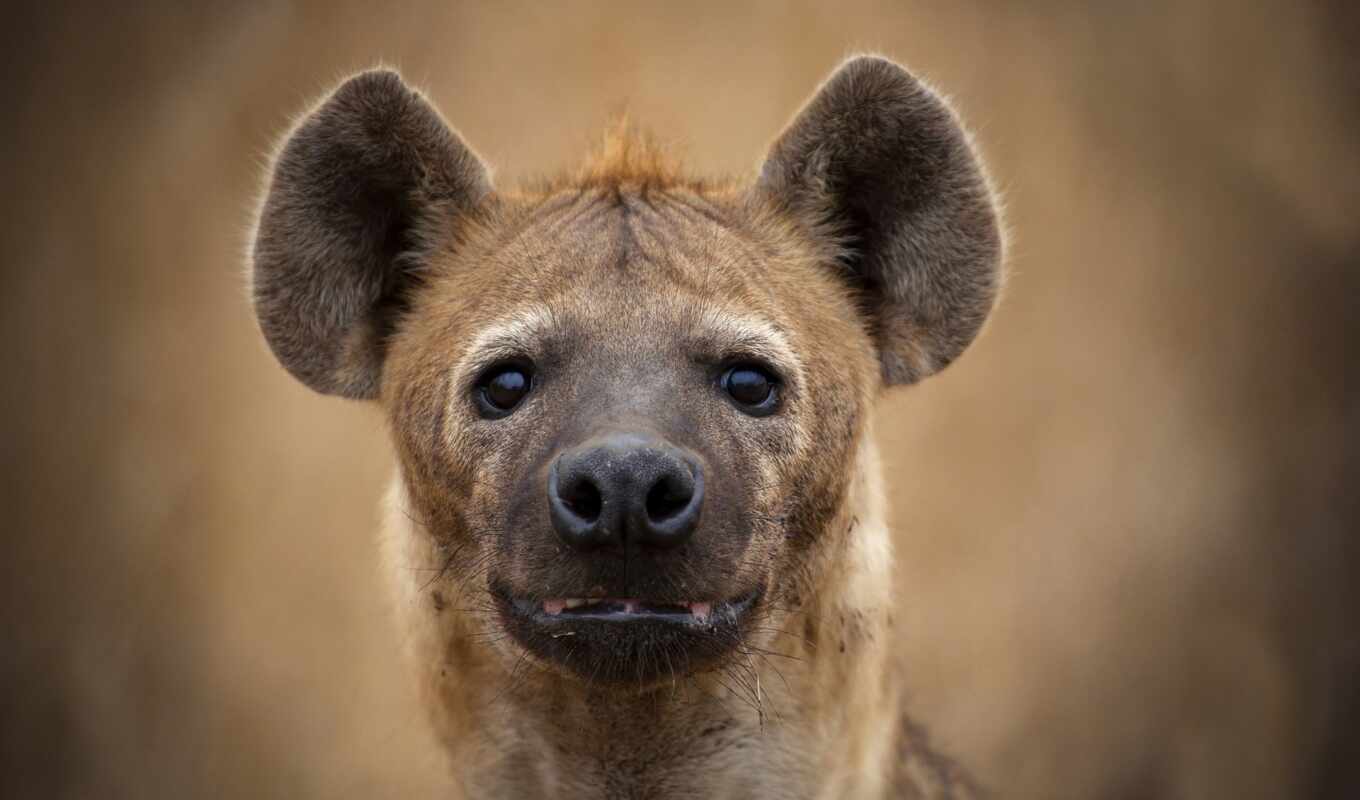 muzzle, hyena