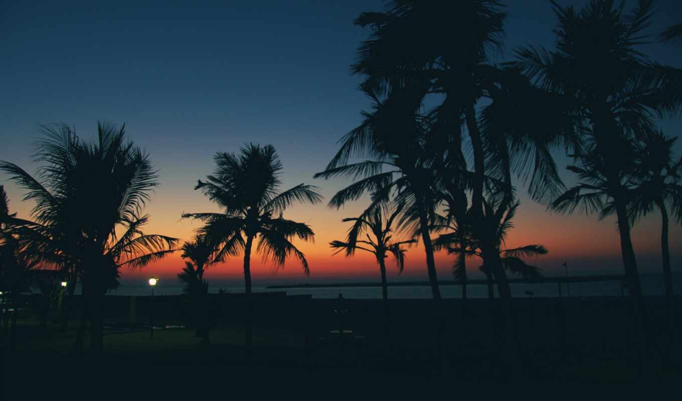 закат, пляж, море, palm, цитата, puerto, thought, escondido