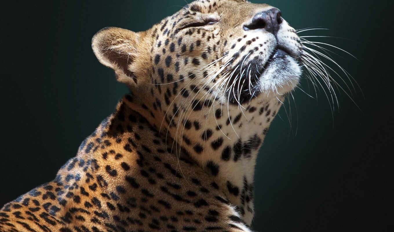 кот, биг, animal, jaguar, пиксджагуар
