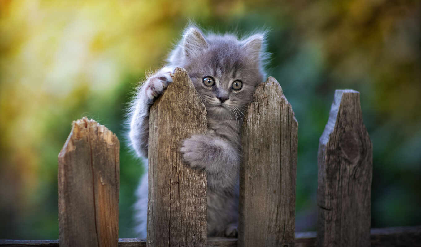 серый, кот, cute, котенок, animal, забор, pawn