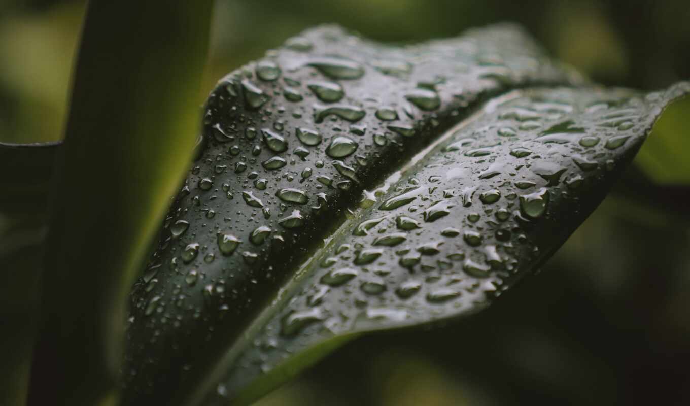 drop, water, plant, leaf