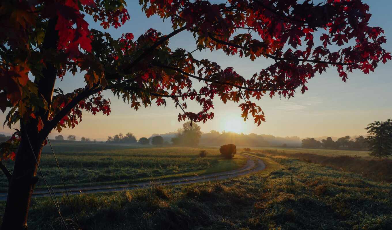 photo, tree, grass, road, field, desire, country, autumn, sunrise, farms