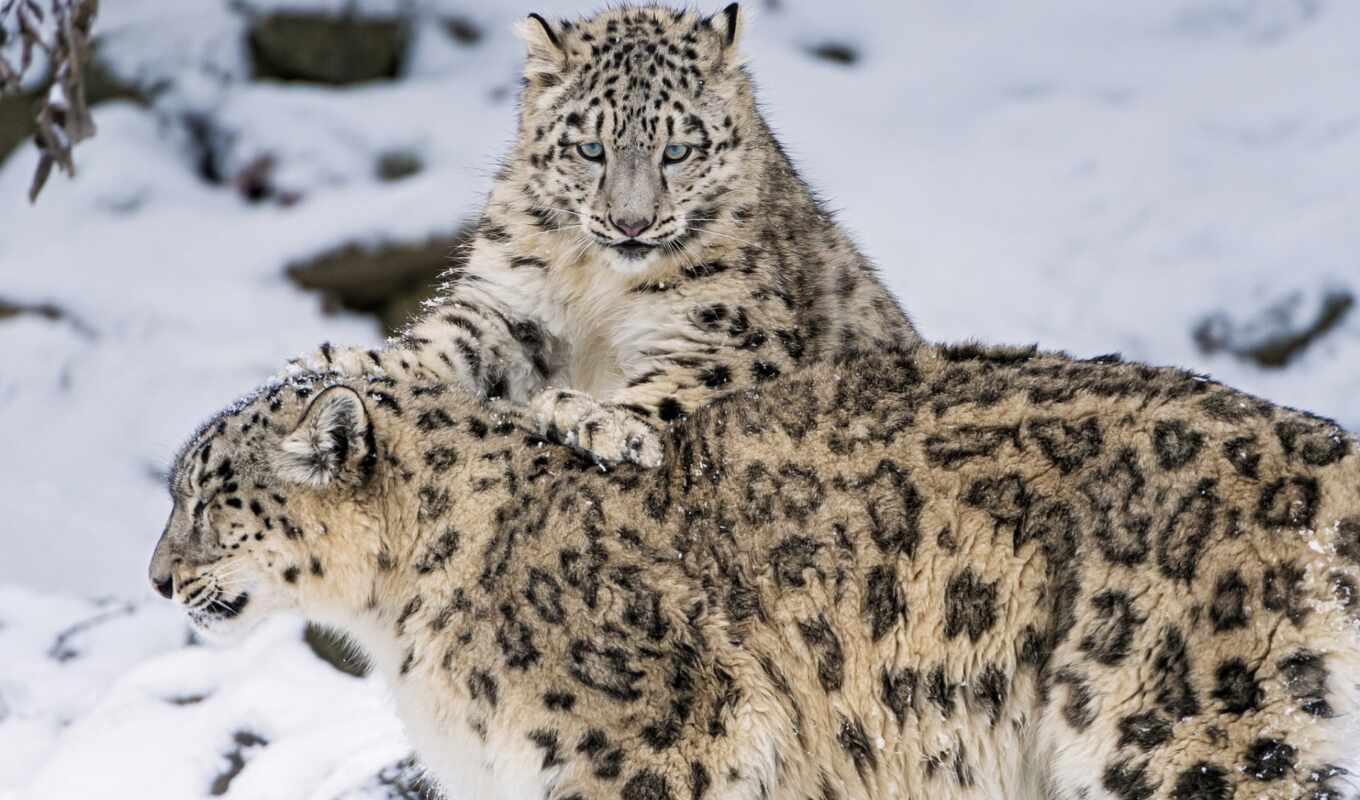 снег, кот, леопард, animal, aa