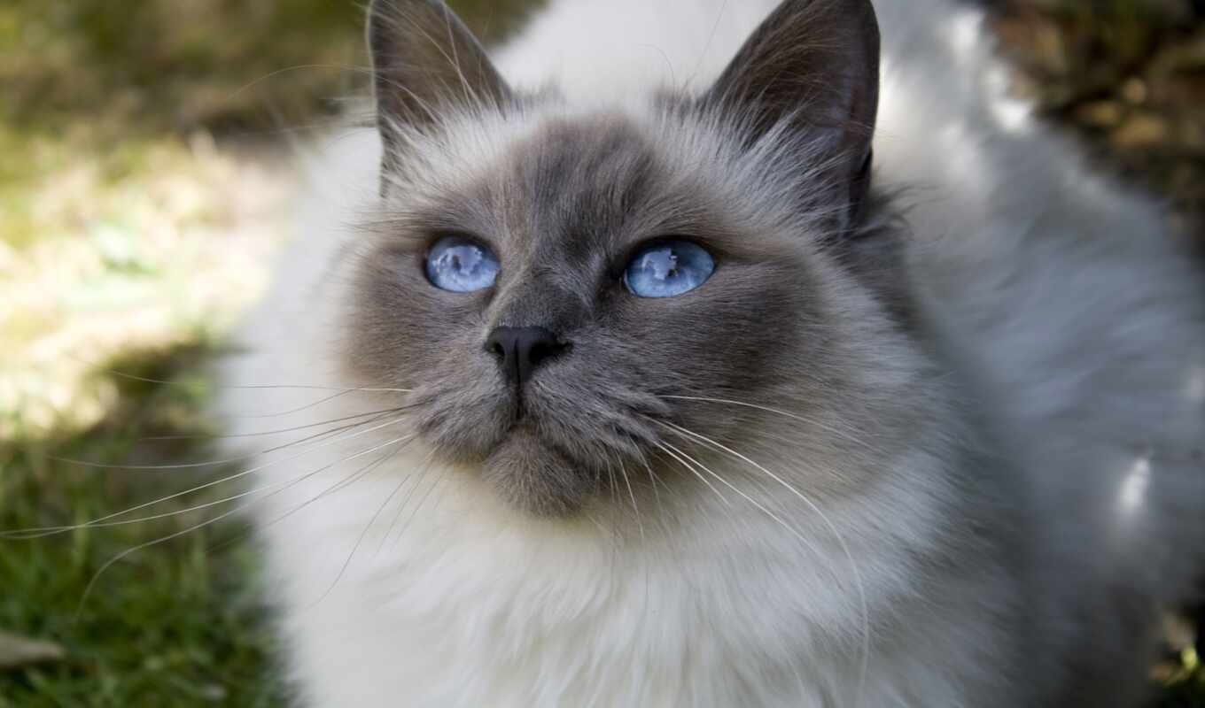 blue, глаз, кот, cute, порода, animal, sacred, ragdoll, бирман