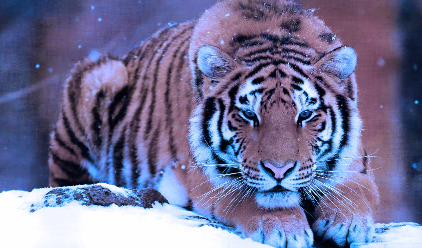 snow, cat, tiger, animal