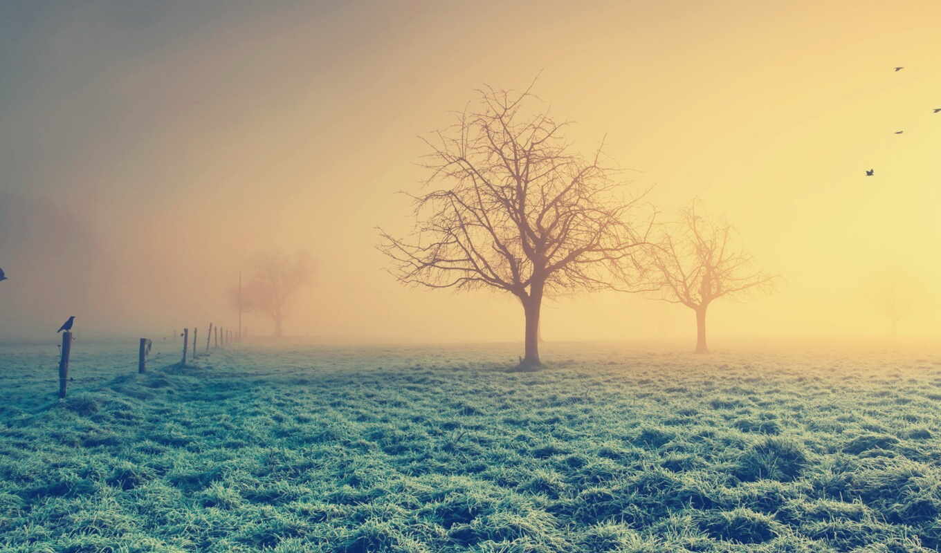frost, morning, smoke, winter