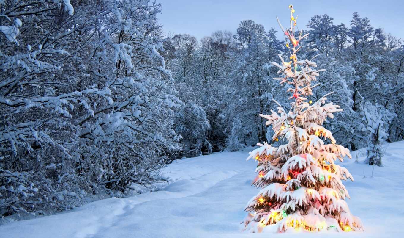 winter, forest, deck, bai, Christmas tree, naryazhennyi