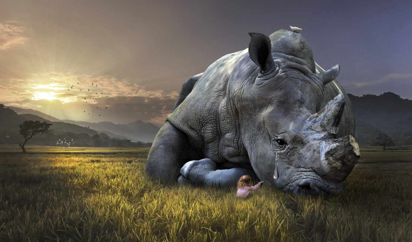 grass, sad, animal, rhinoceros