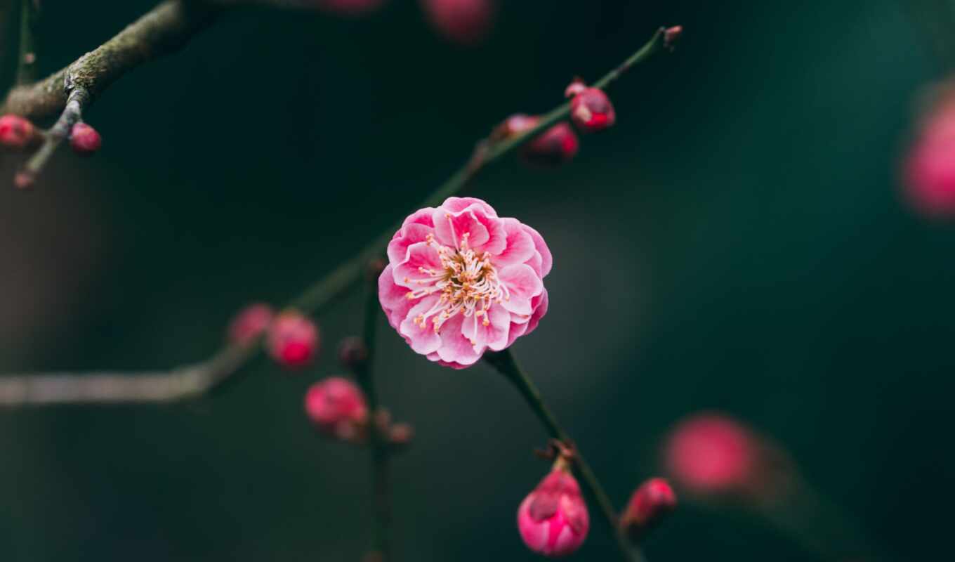 цветы, розовый, dunya