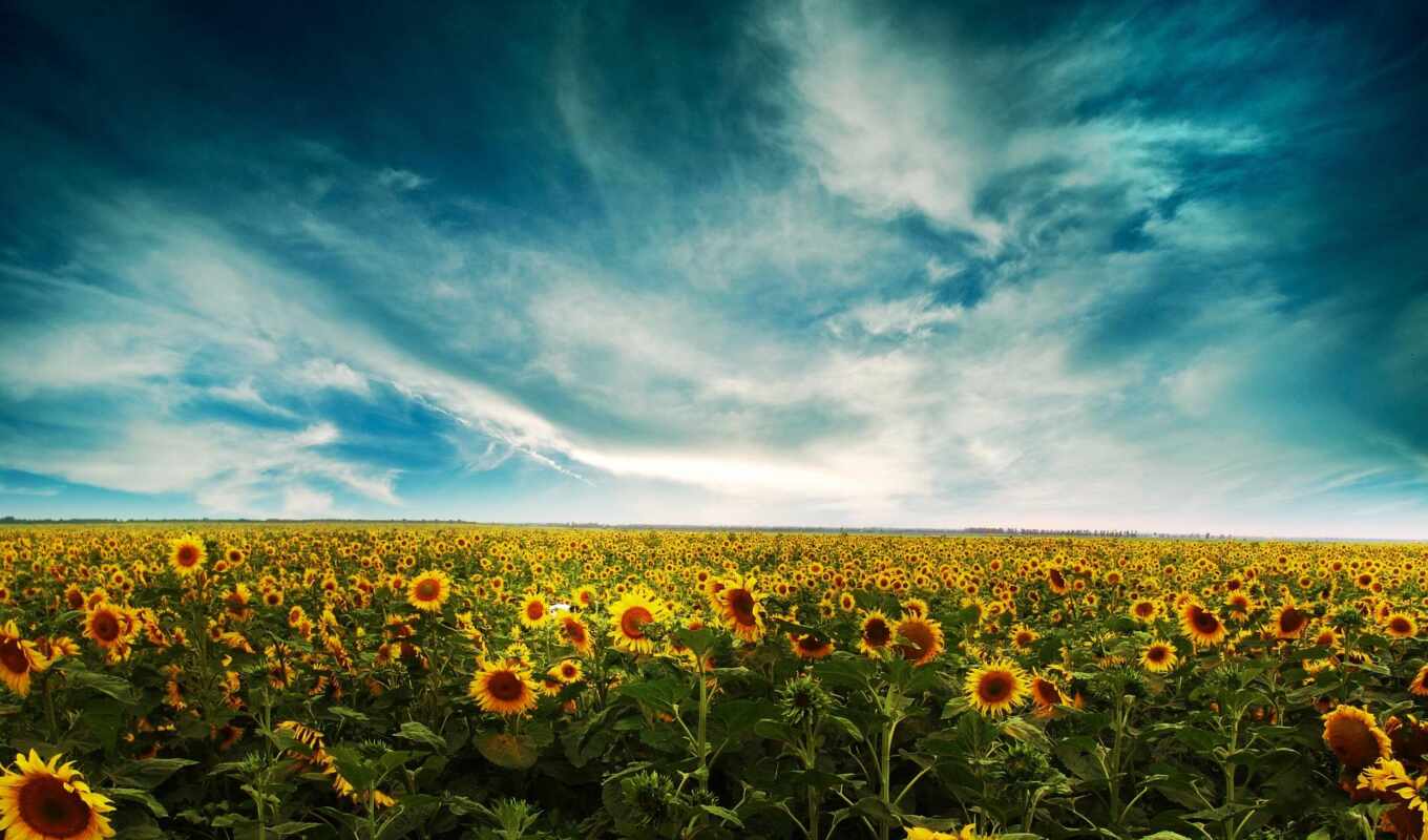 sky, summer, field, yellow, sunflowers, cloud