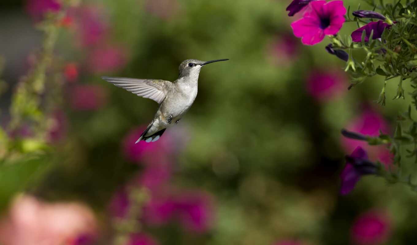 free, pictures, photos, images, live, hummingbirds