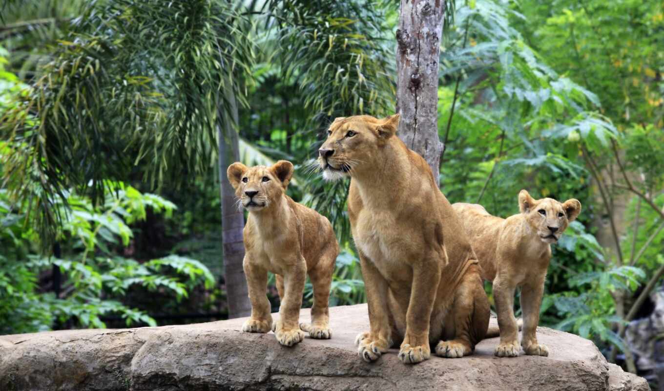 lion, lions, family, lioness, the lion