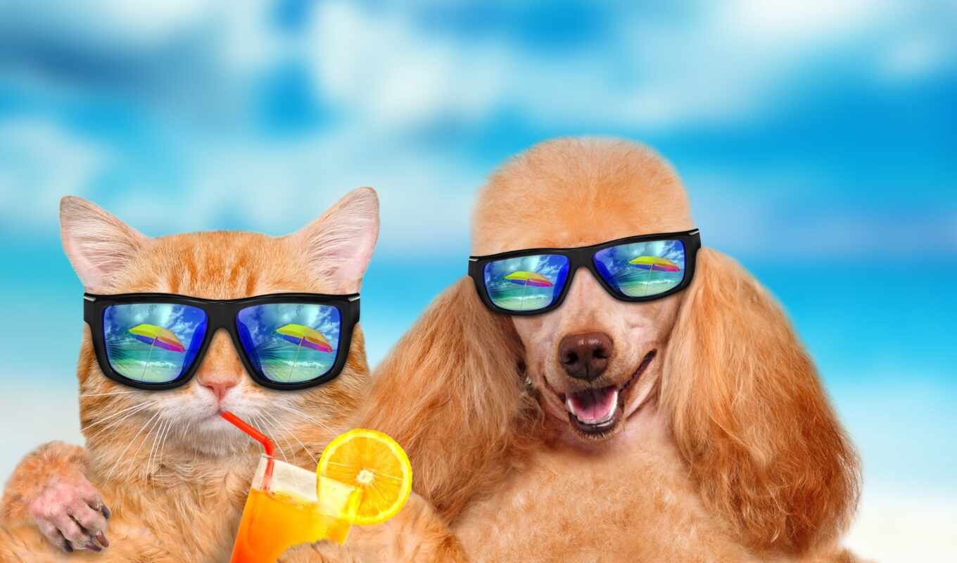 кот, море, собака, очки, очках, собаки, кота, солнечные, расслабиться, нося