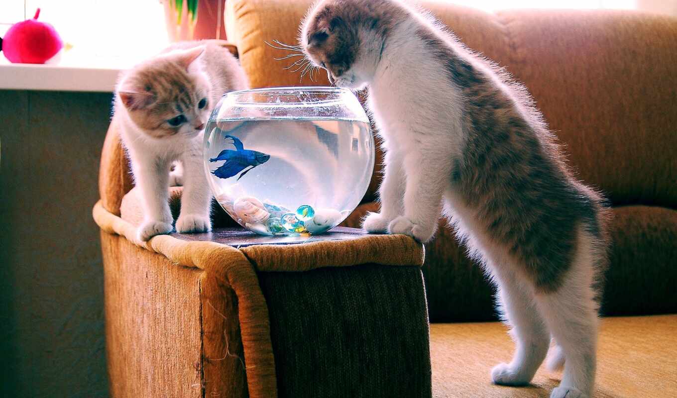 cat, kitty, animal, fish, aquarium