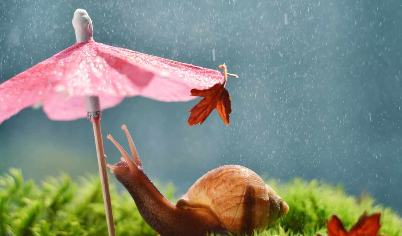 rain, snail